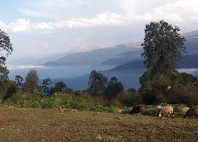 جنگل های چاخانی در روستای زیبای گت کلای آمل، عکس