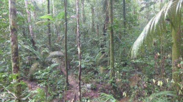 حقایقی درباره جنگل های بارانی