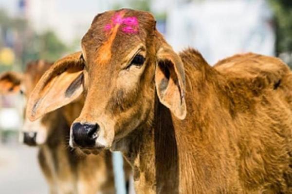 تور هند ارزان: طلا در ادرار گاوهای هندی کشف شد