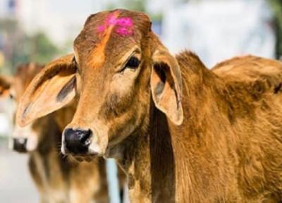 تور هند ارزان: طلا در ادرار گاوهای هندی کشف شد
