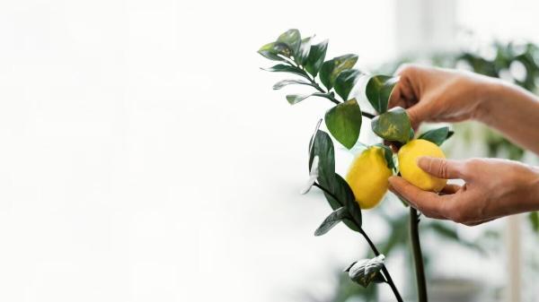 4 میوه ای که می توان در خانه کاشت