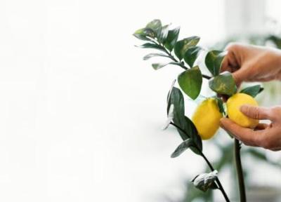4 میوه ای که می توان در خانه کاشت