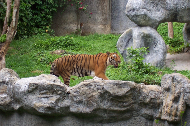 zoológico de chiang mai باغ وحش چیانگ مای