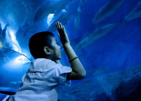 دنیای زیر آب پاتایا