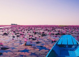 دریاچه نیلوفر قرمز در تایلند