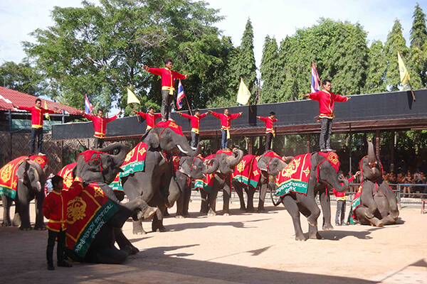 The Elephant Village تاریخچه دهکده فیل های پاتایا